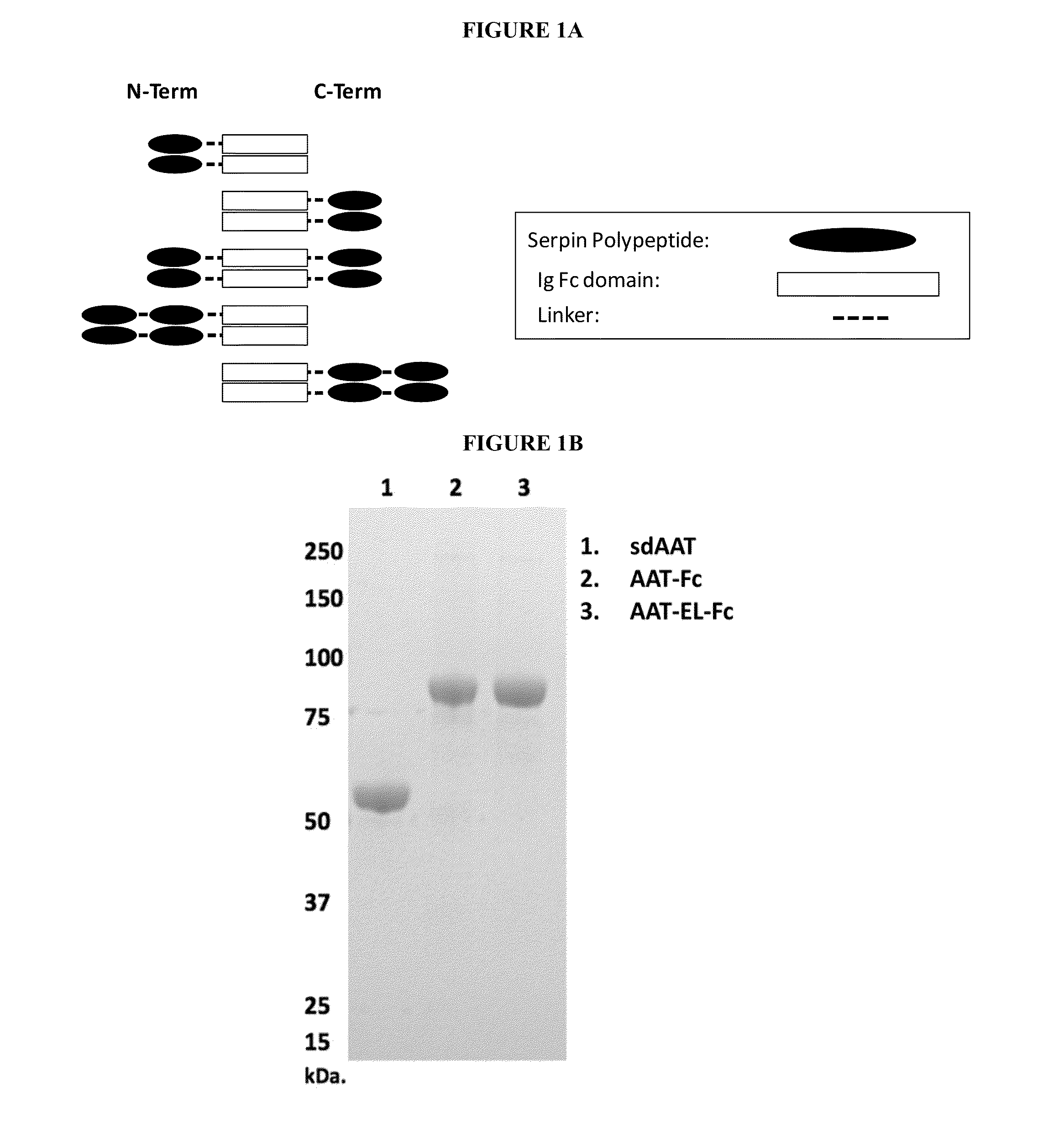 Serpin fusion polypeptides and methods of use thereof