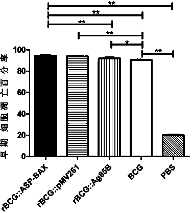 Apoptosis-promoting recombinant BCG and preparation method thereof