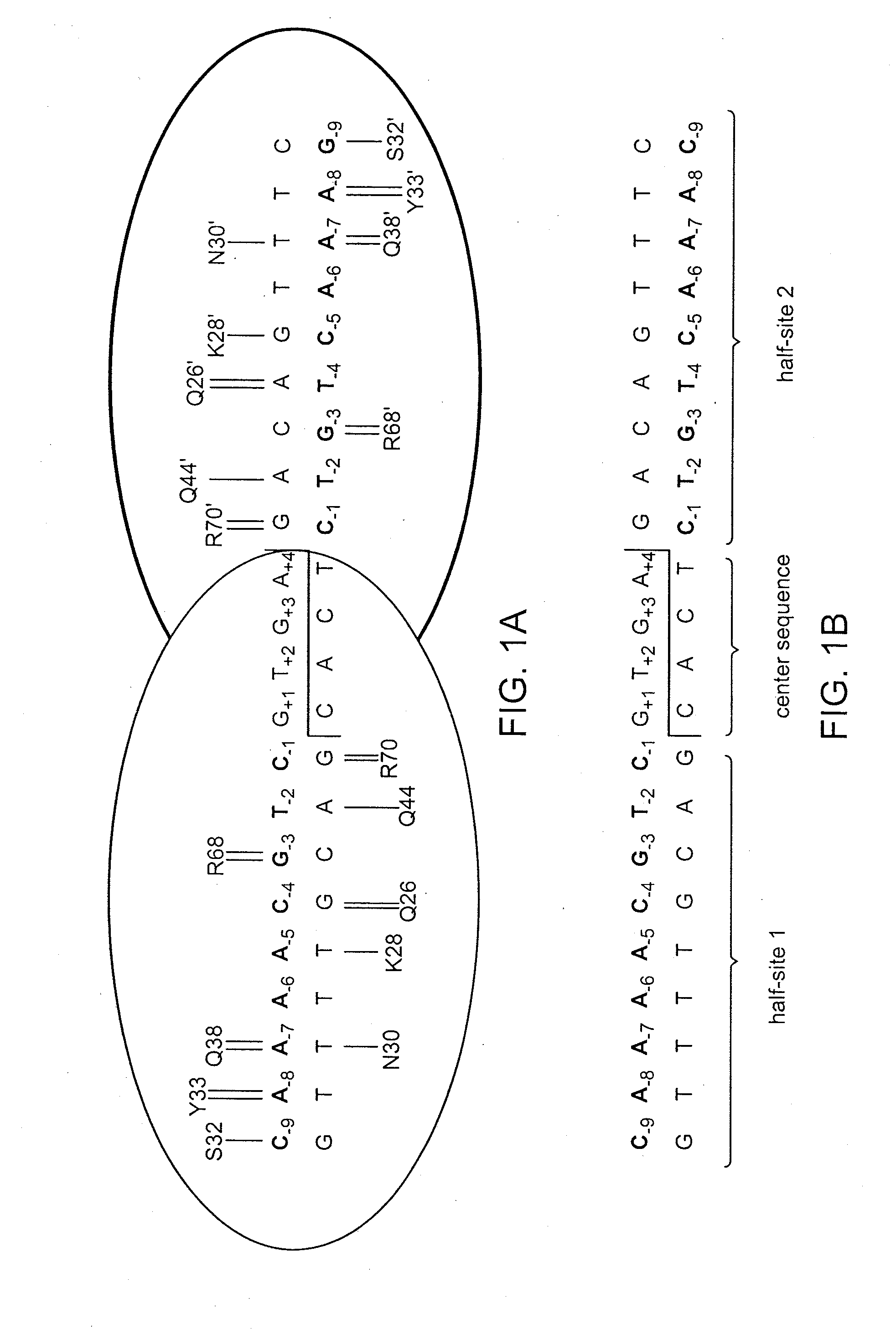 Recognition sequences for i-crei-derived meganucleases and uses thereof