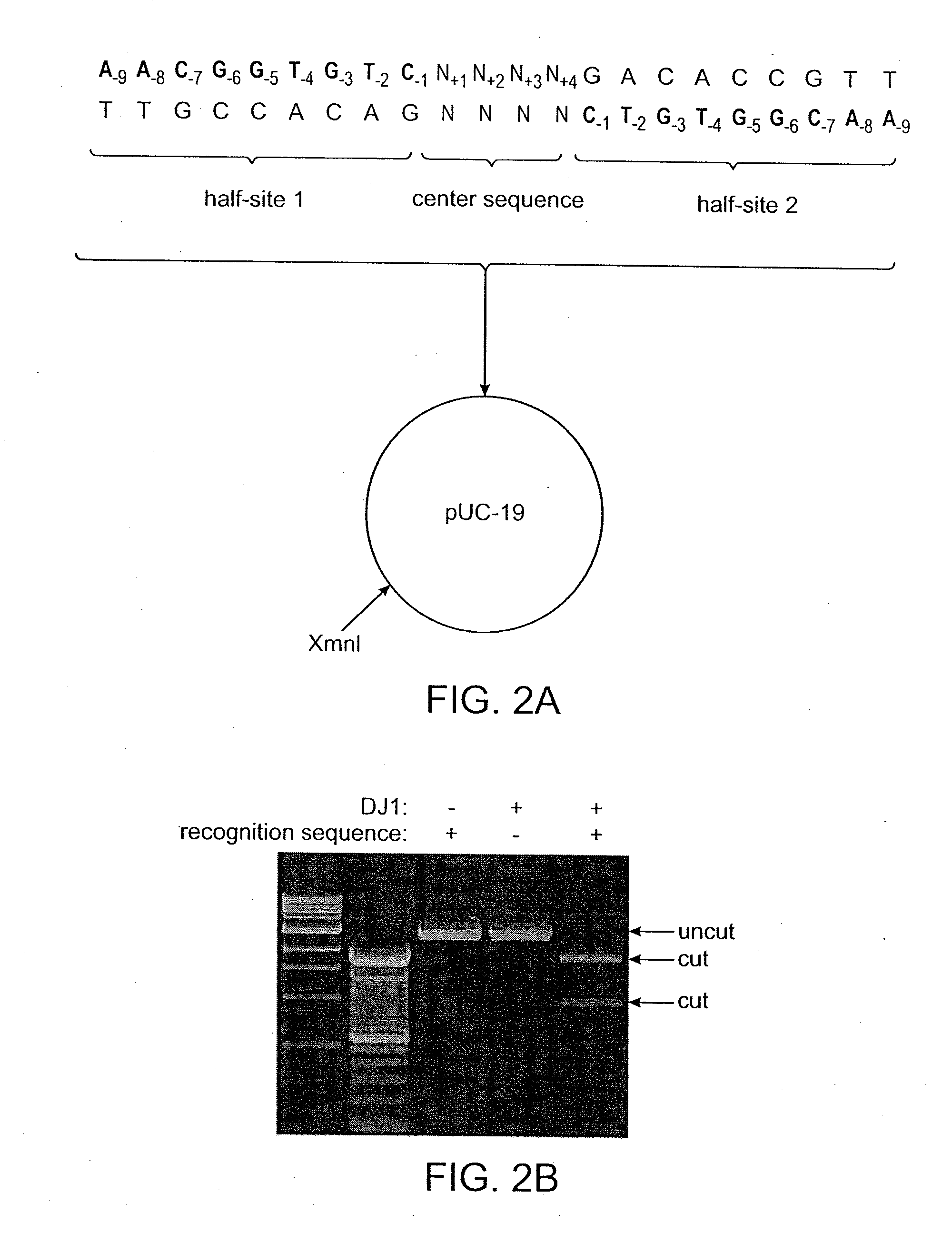 Recognition sequences for i-crei-derived meganucleases and uses thereof