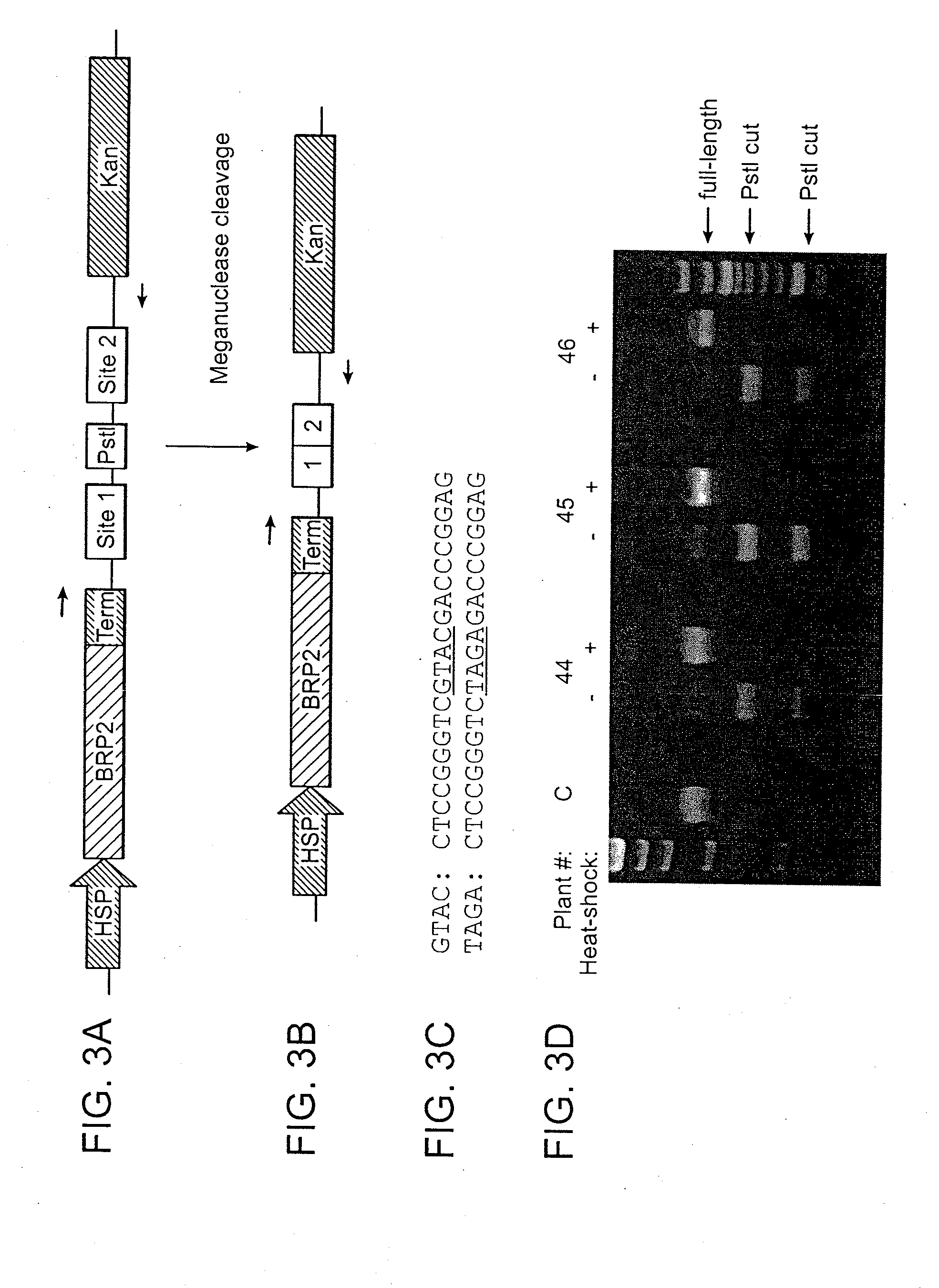 Recognition sequences for i-crei-derived meganucleases and uses thereof