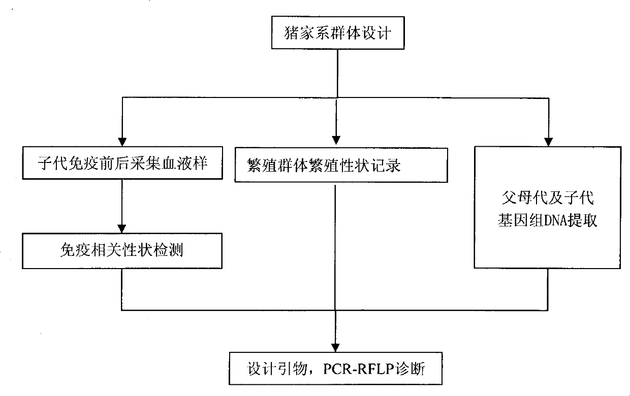 Molecular marker ISG15 related to pig immune and reproductive traits