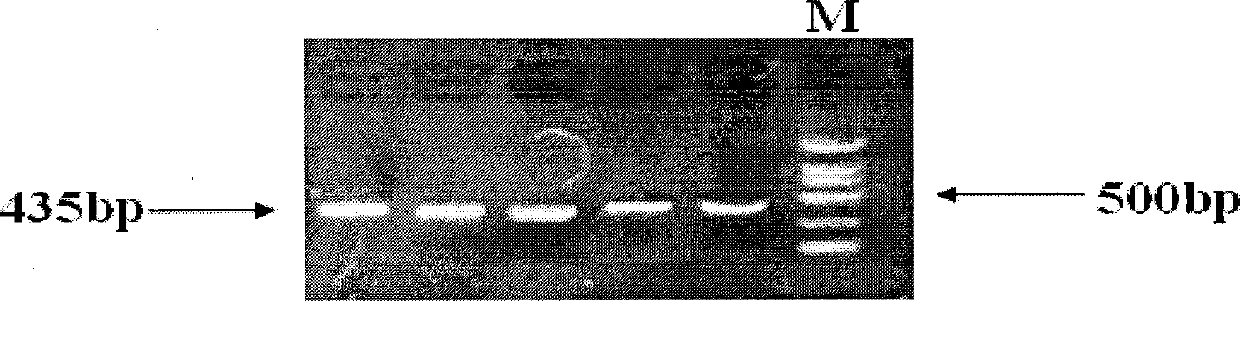 Molecular marker ISG15 related to pig immune and reproductive traits