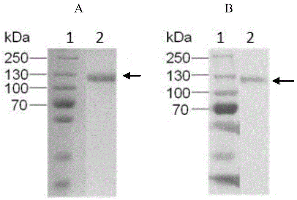 Fully human anti-cd26 antibody and its application