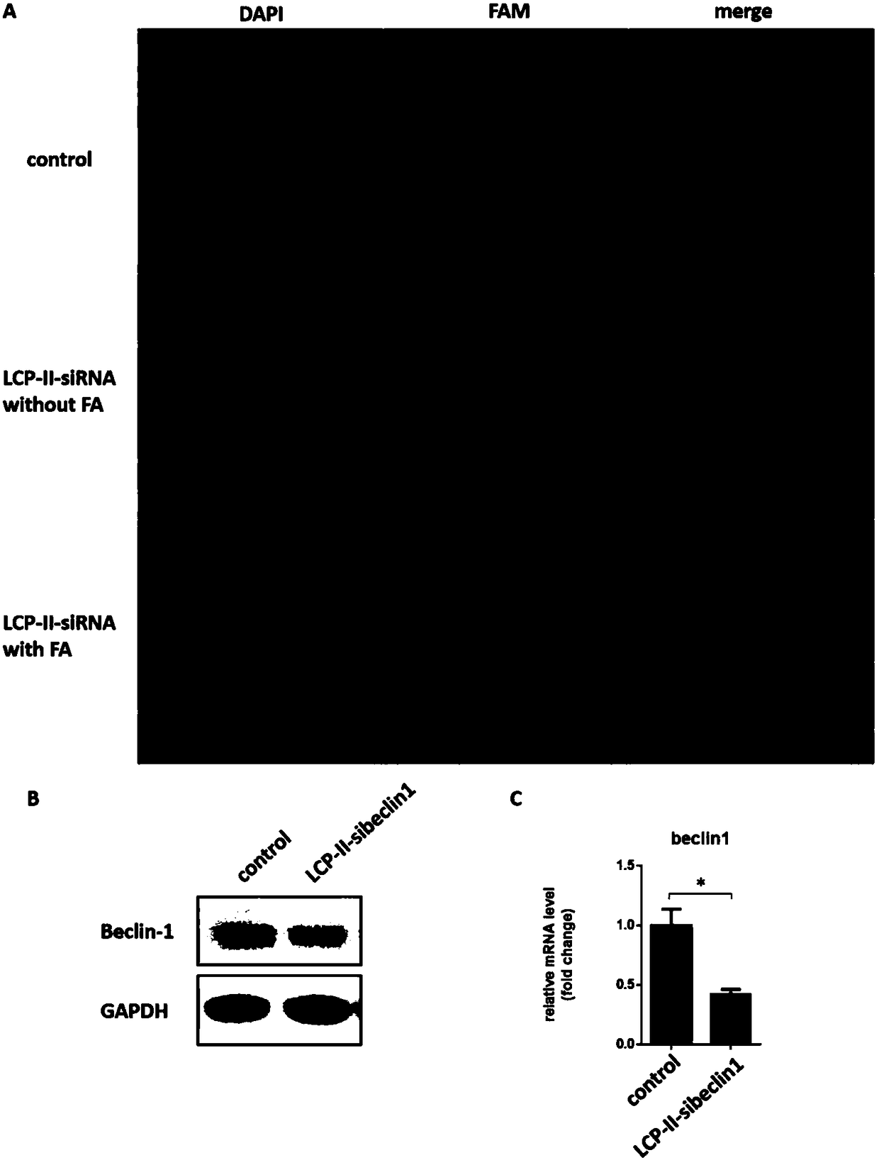 Autophagy siRNA-Fingolimod co-delivered nano drug delivery system for targeting liver cancer