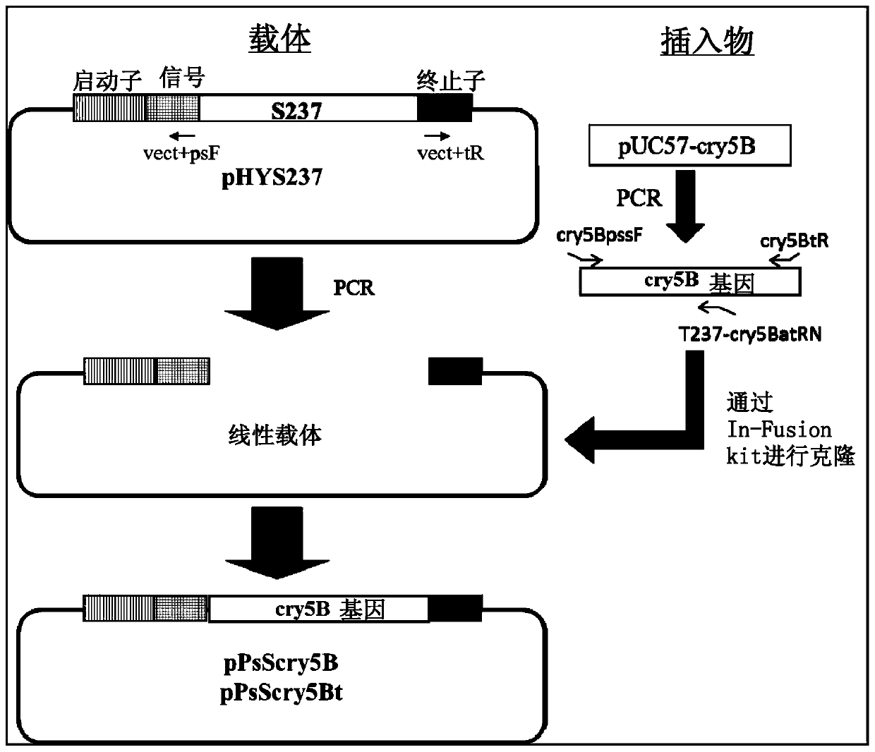 Production method for protein