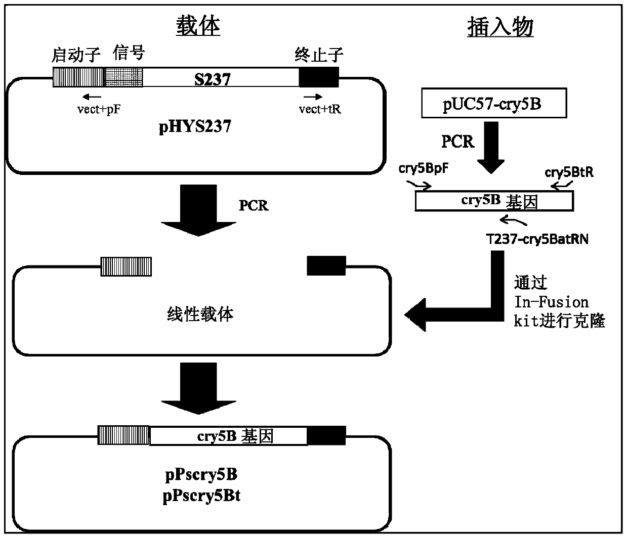 Production method for protein