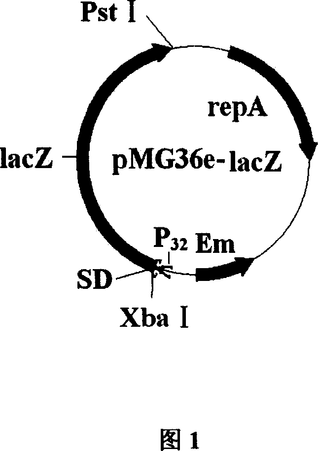 Colibacillus-lactic acid bacteria shuttle plasmid capable of expressing and excreting beta-galactosidase and its construction method and application