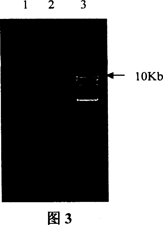 Colibacillus-lactic acid bacteria shuttle plasmid capable of expressing and excreting beta-galactosidase and its construction method and application