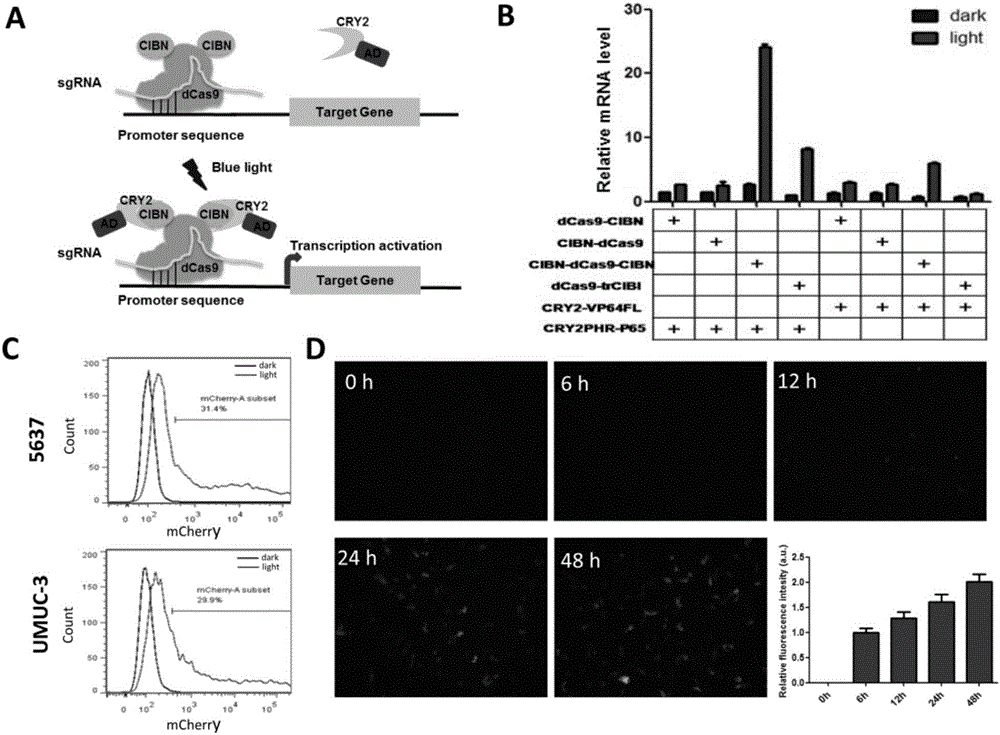 Optically controlled gene expression device for highly-efficiently regulating tumor cell phenotype