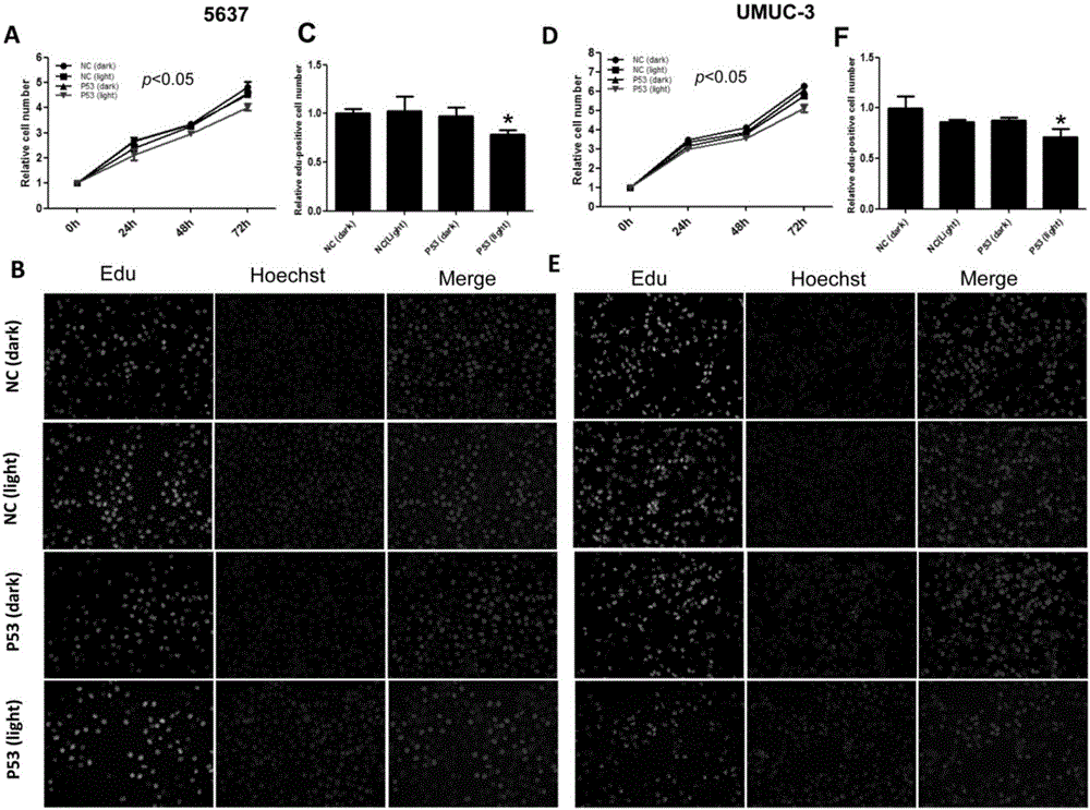 Optically controlled gene expression device for highly-efficiently regulating tumor cell phenotype