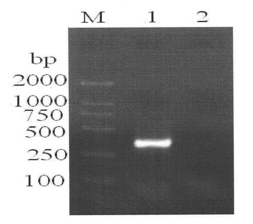 Method for detecting bovine neosporosis and application