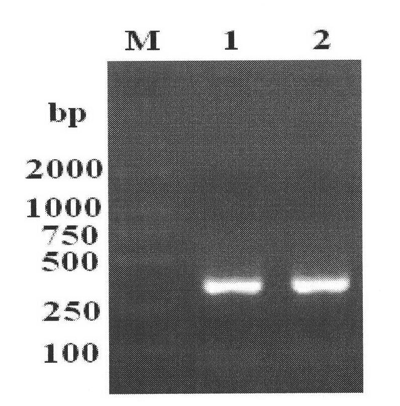 Method for detecting bovine neosporosis and application