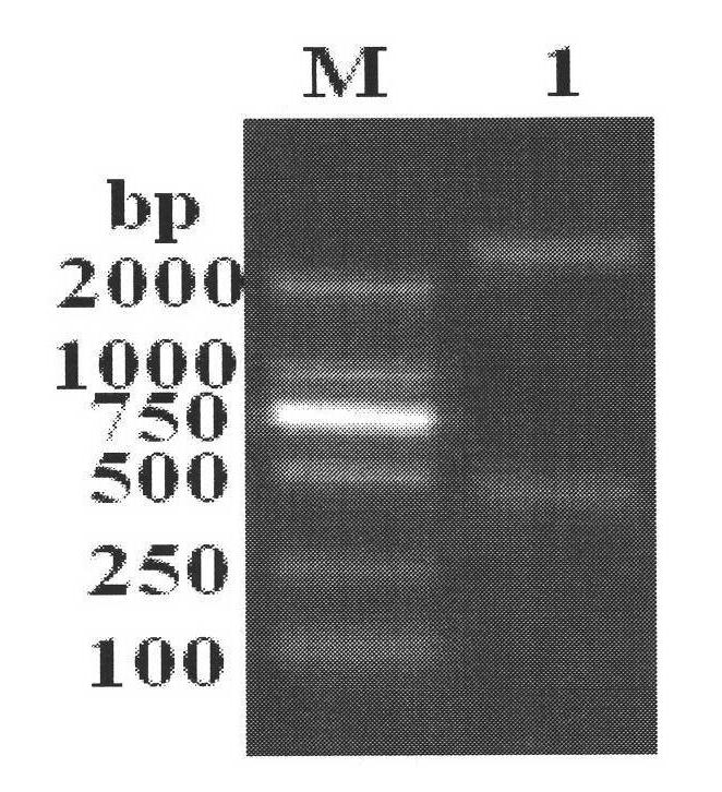 Method for detecting bovine neosporosis and application