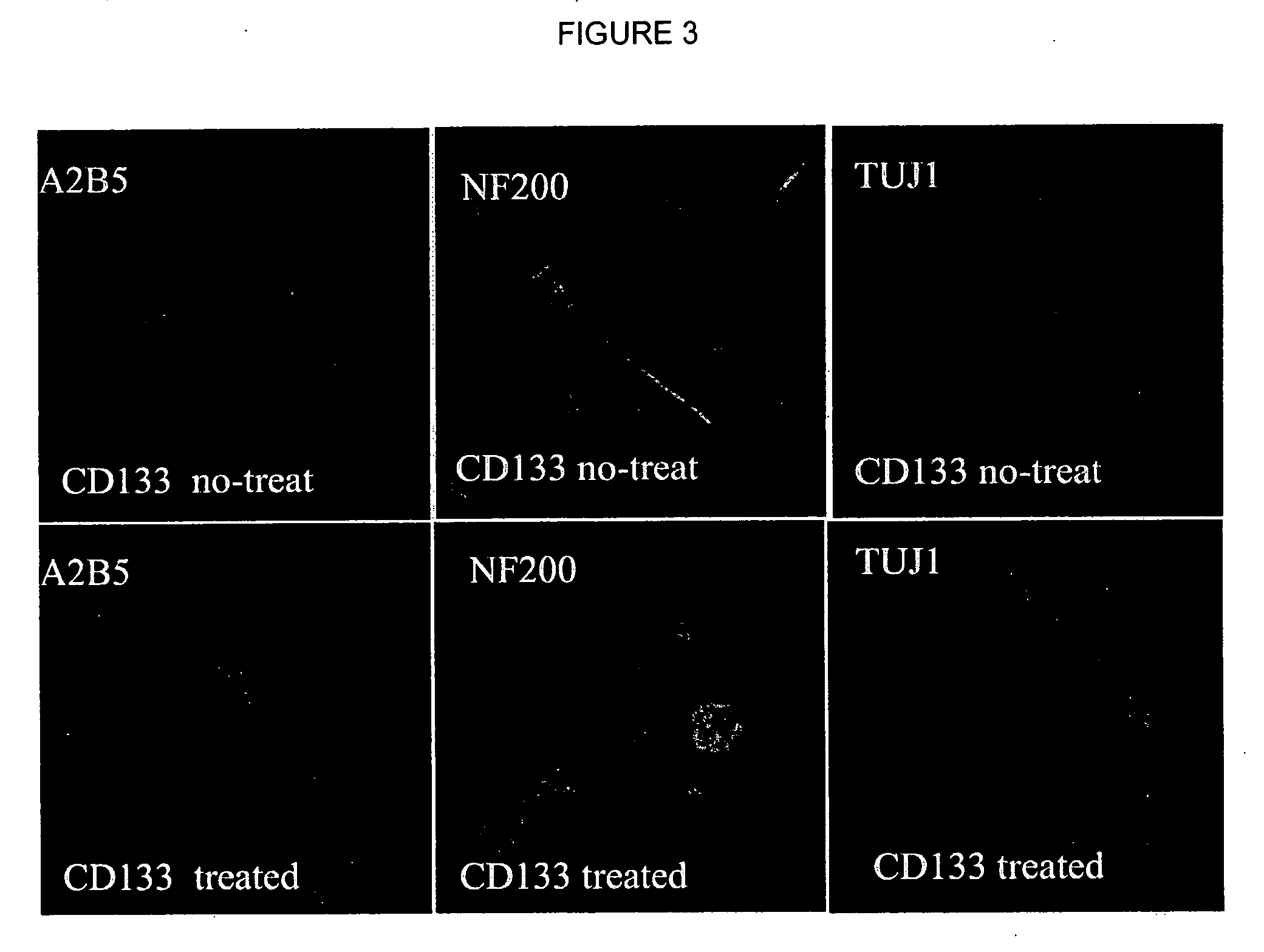 Combined effects of nutrients on proliferation of stem cells