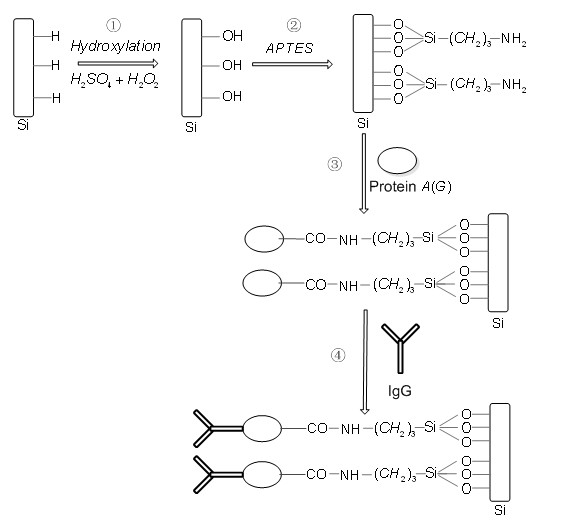 Preparation method of immunosensor sensitive membrane for detecting antigen