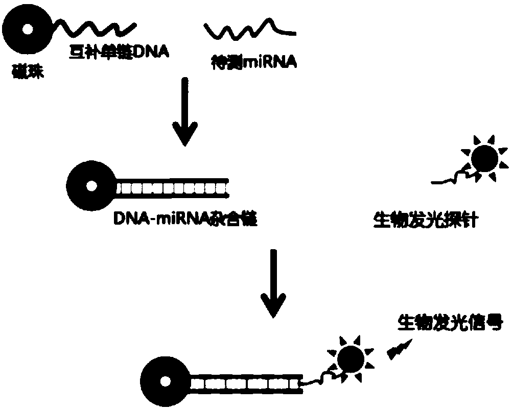 Bioluminescent detection probe based on transcriptional activator like effector factor and construction method and application thereof