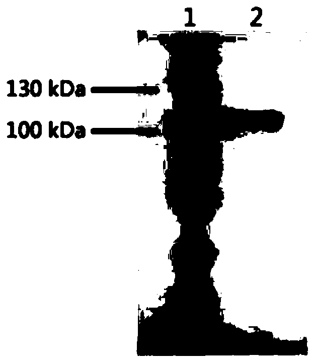 Bioluminescent detection probe based on transcriptional activator like effector factor and construction method and application thereof