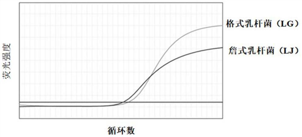 Primer probe combination for detecting female vaginal microorganisms based on quadruple droplet digital PCR and application of primer probe combination