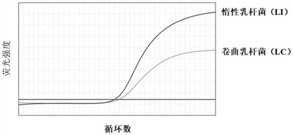 Primer probe combination for detecting female vaginal microorganisms based on quadruple droplet digital PCR and application of primer probe combination