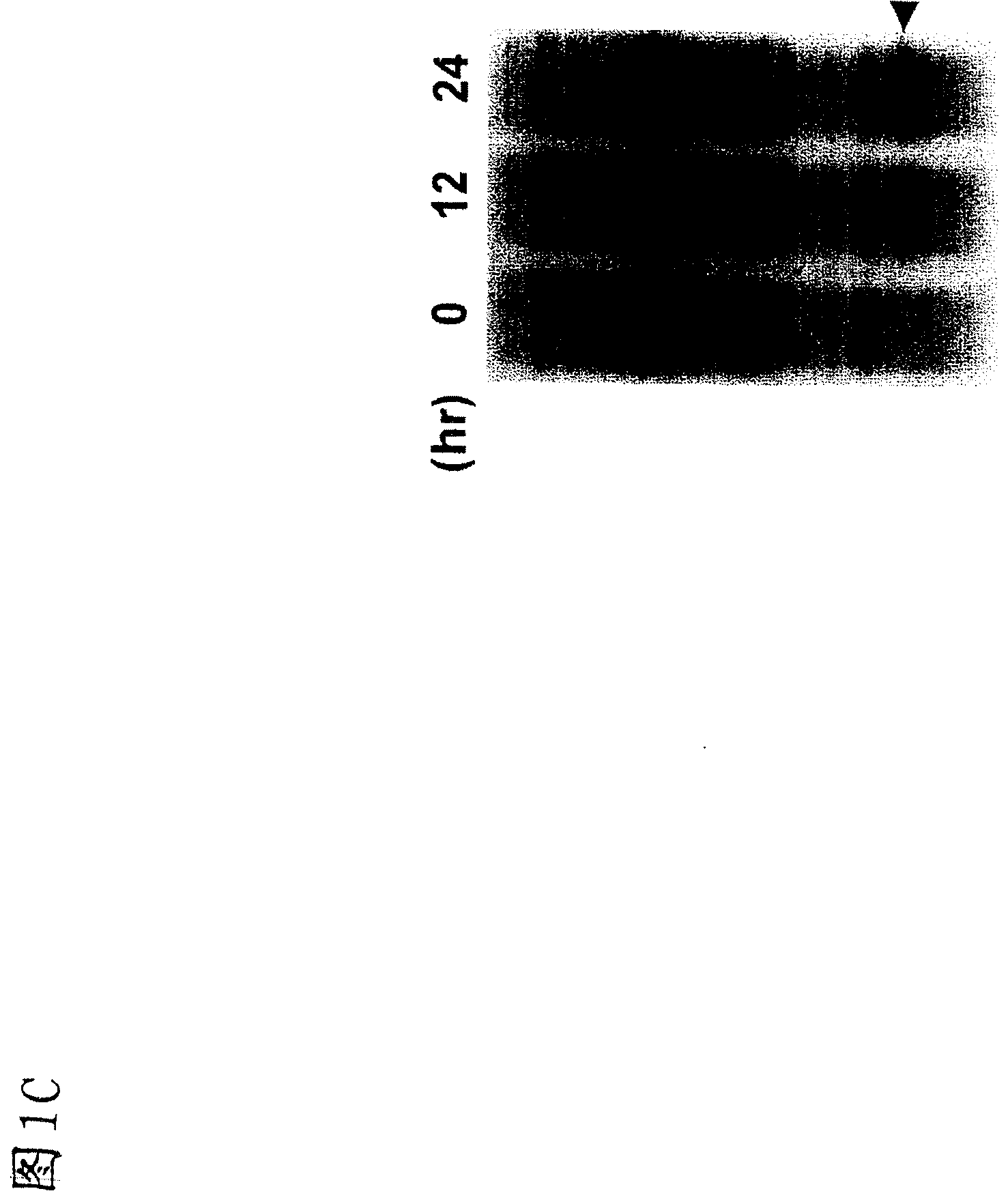 Single protein production in living cells facilitated by a messenger RNA interferase