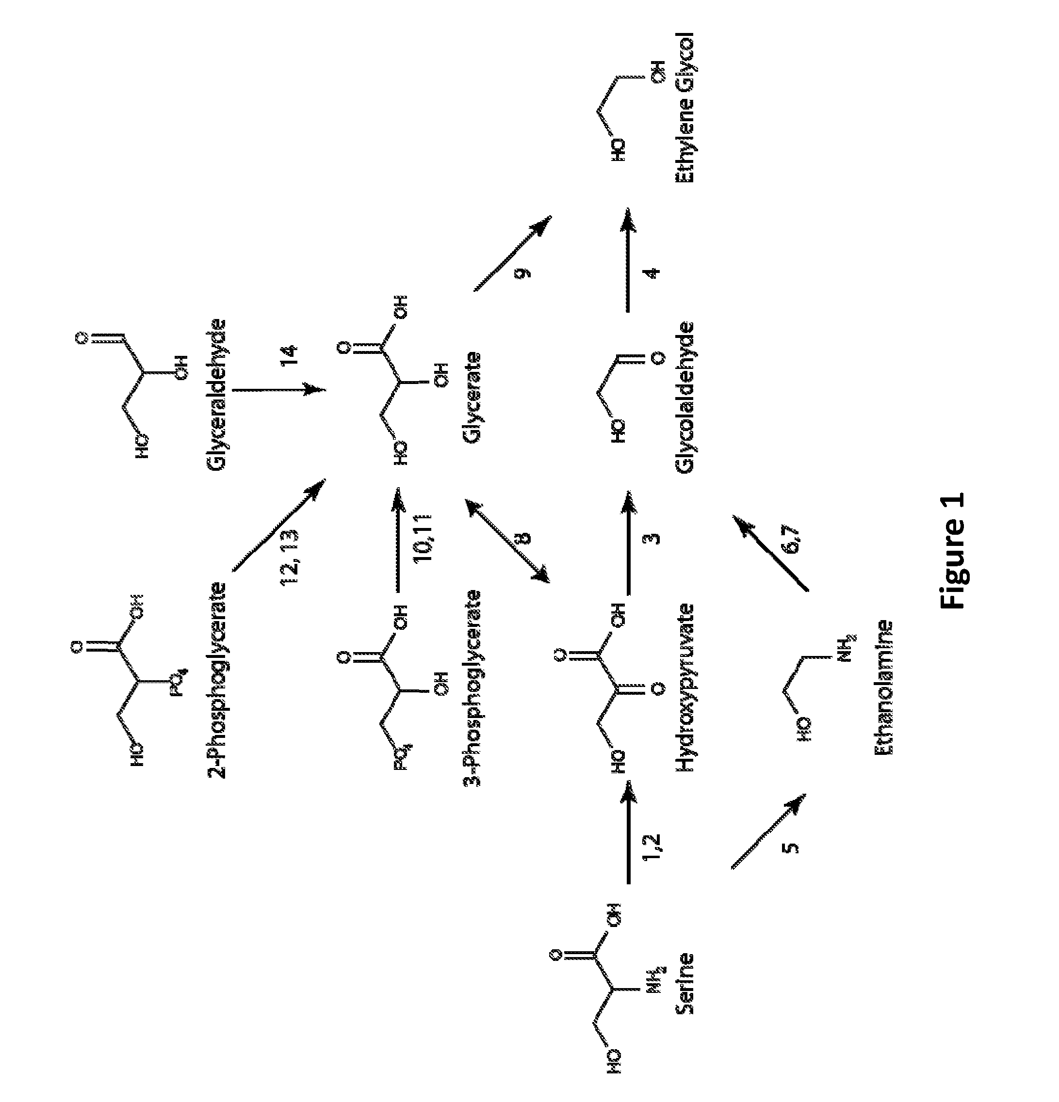 Microorganisms and methods for the production of ethylene glycol