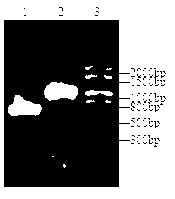 Fish broad-spectrum vibrio subunit vaccine and preparation method