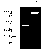 Fish broad-spectrum vibrio subunit vaccine and preparation method