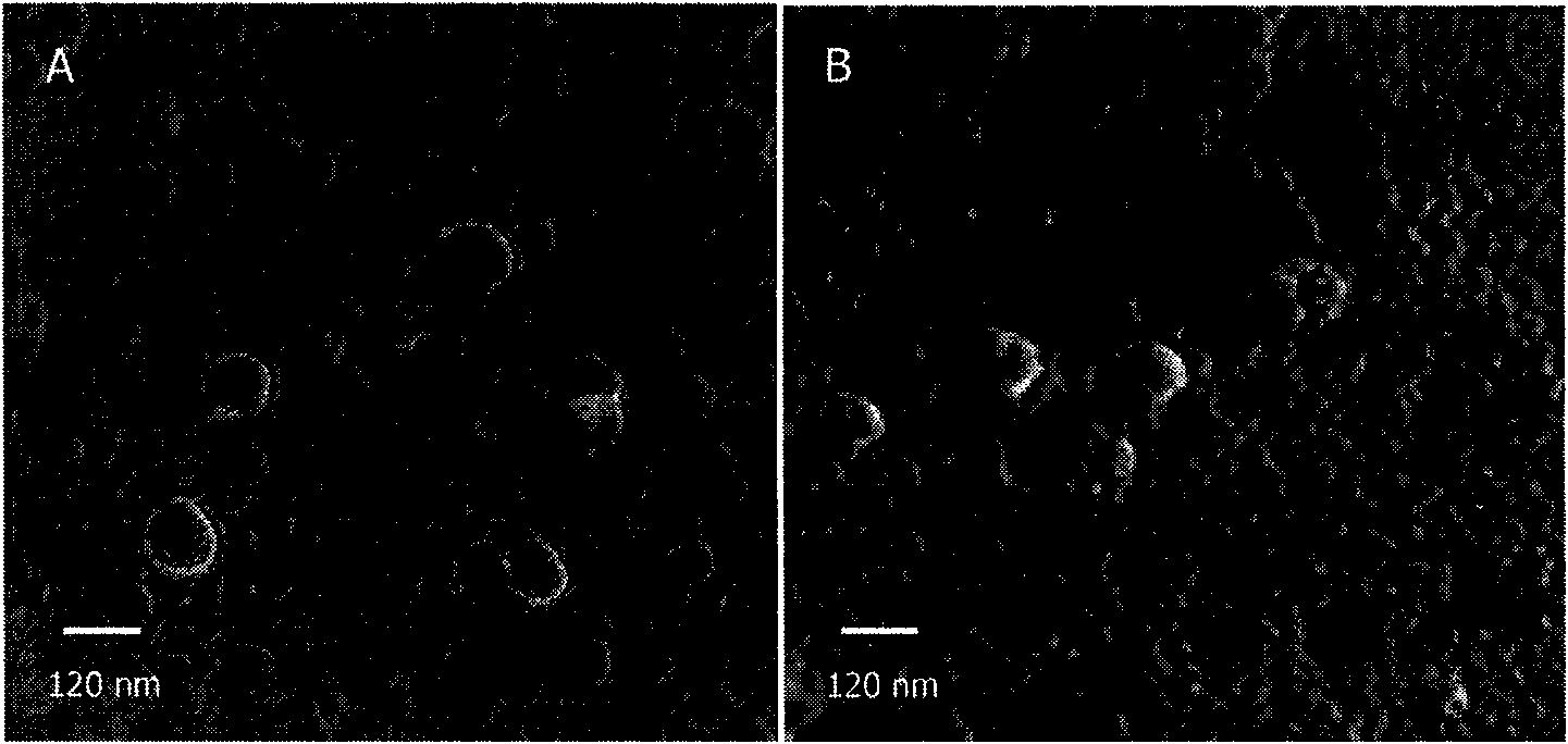 Dual target liposome and preparation method and application thereof