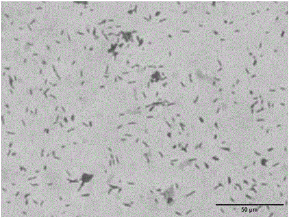 Brevibacillus brevis strain and application thereof