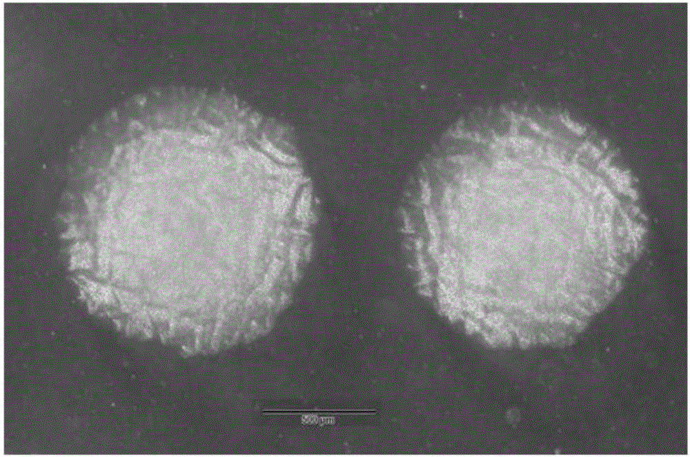 Brevibacillus brevis strain and application thereof