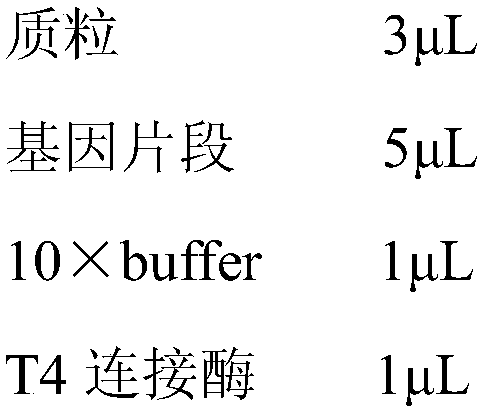 Fumonisin degrading enzyme, coding gene, recombinant vector, cell, additive and application thereof