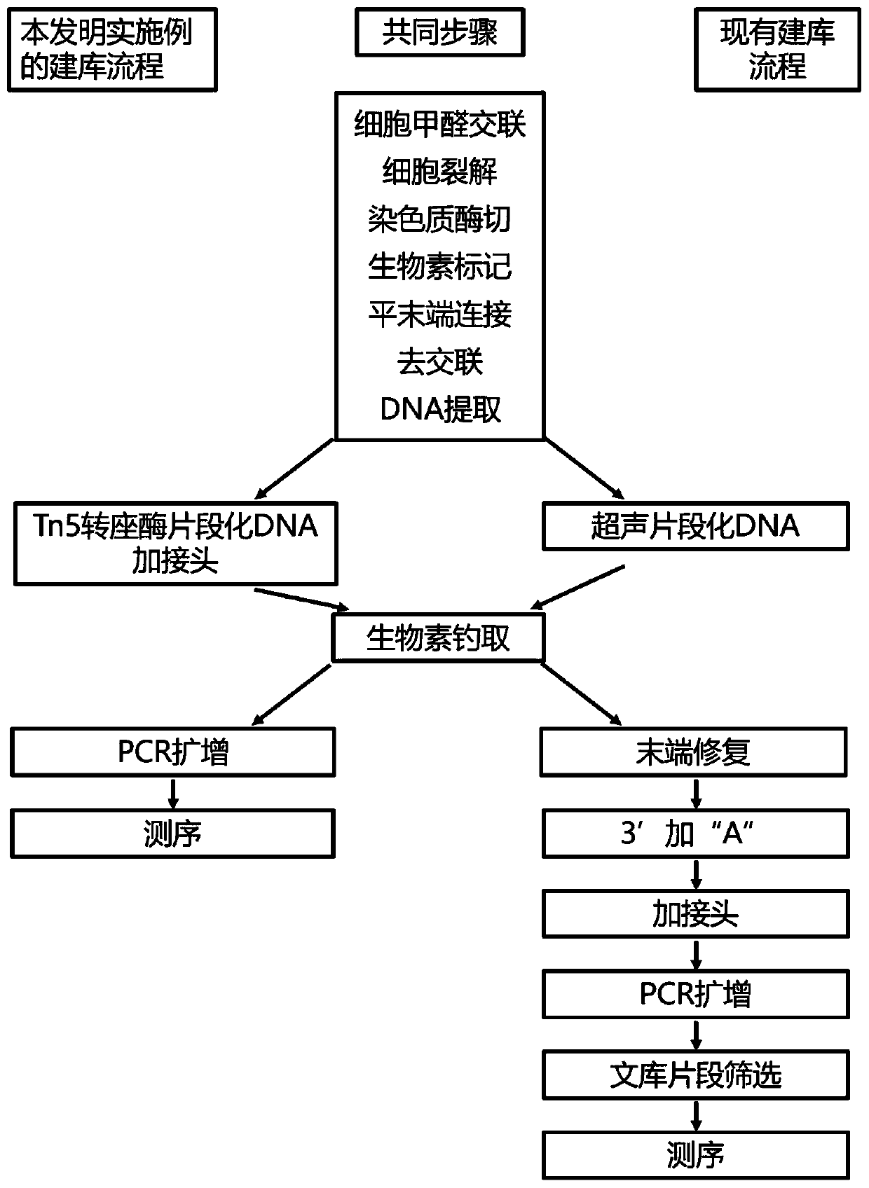 Method for constructing DNA library and application of method