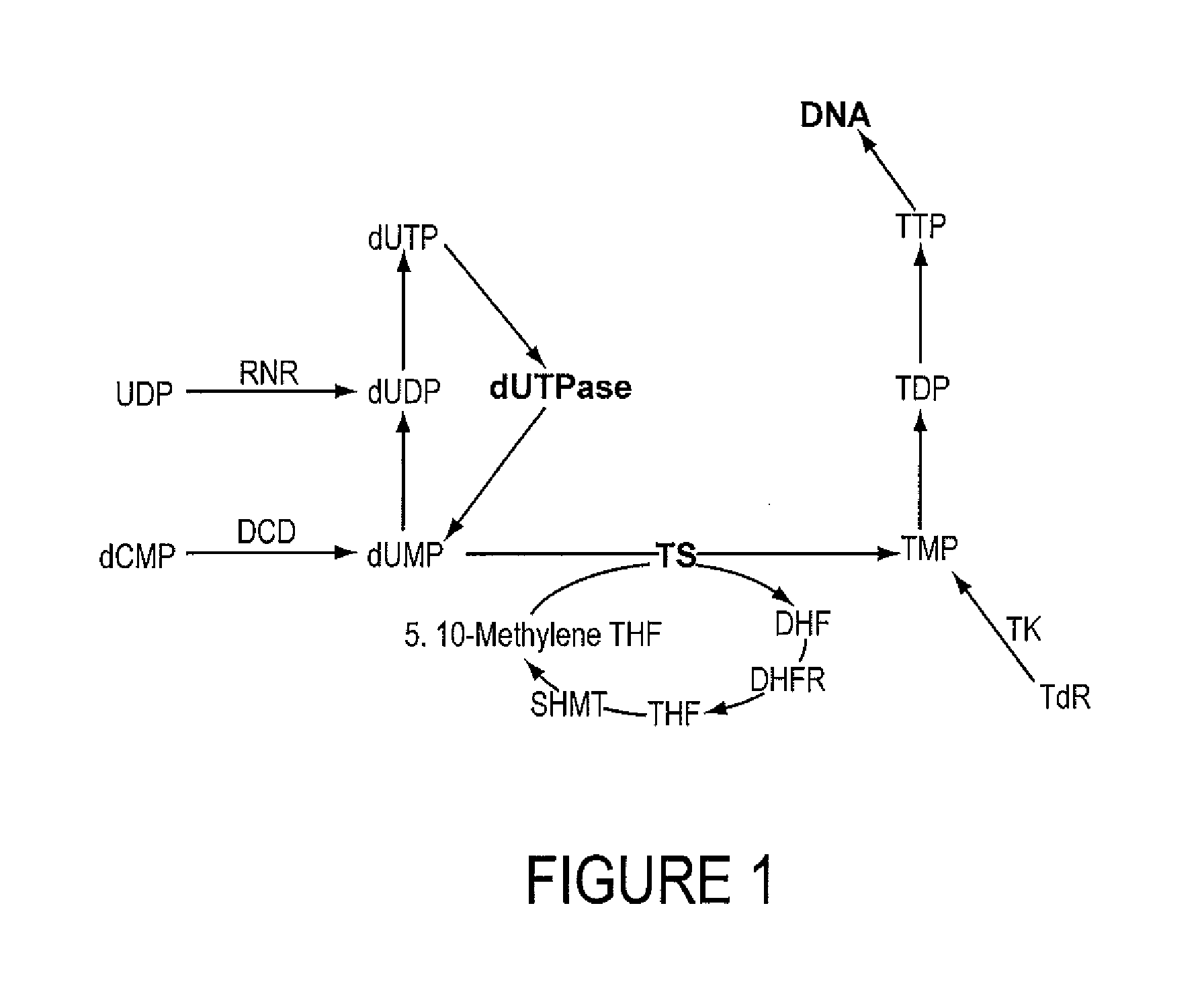 INHIBITORS OF dUTPase