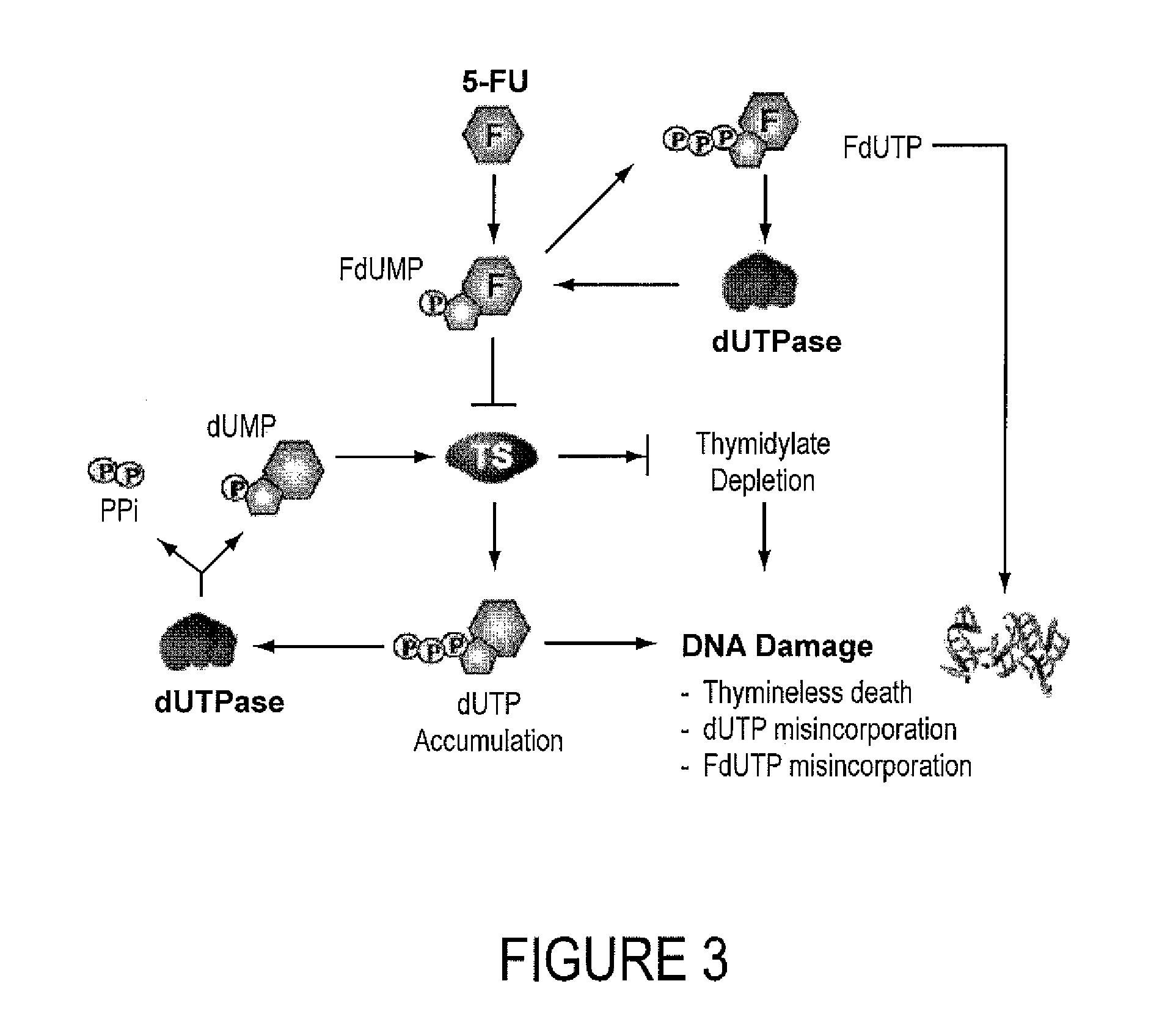 INHIBITORS OF dUTPase