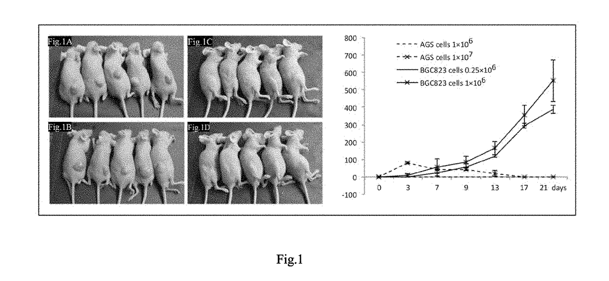 Methods and Compositions for the Diagnosis and Treatment of Cancer