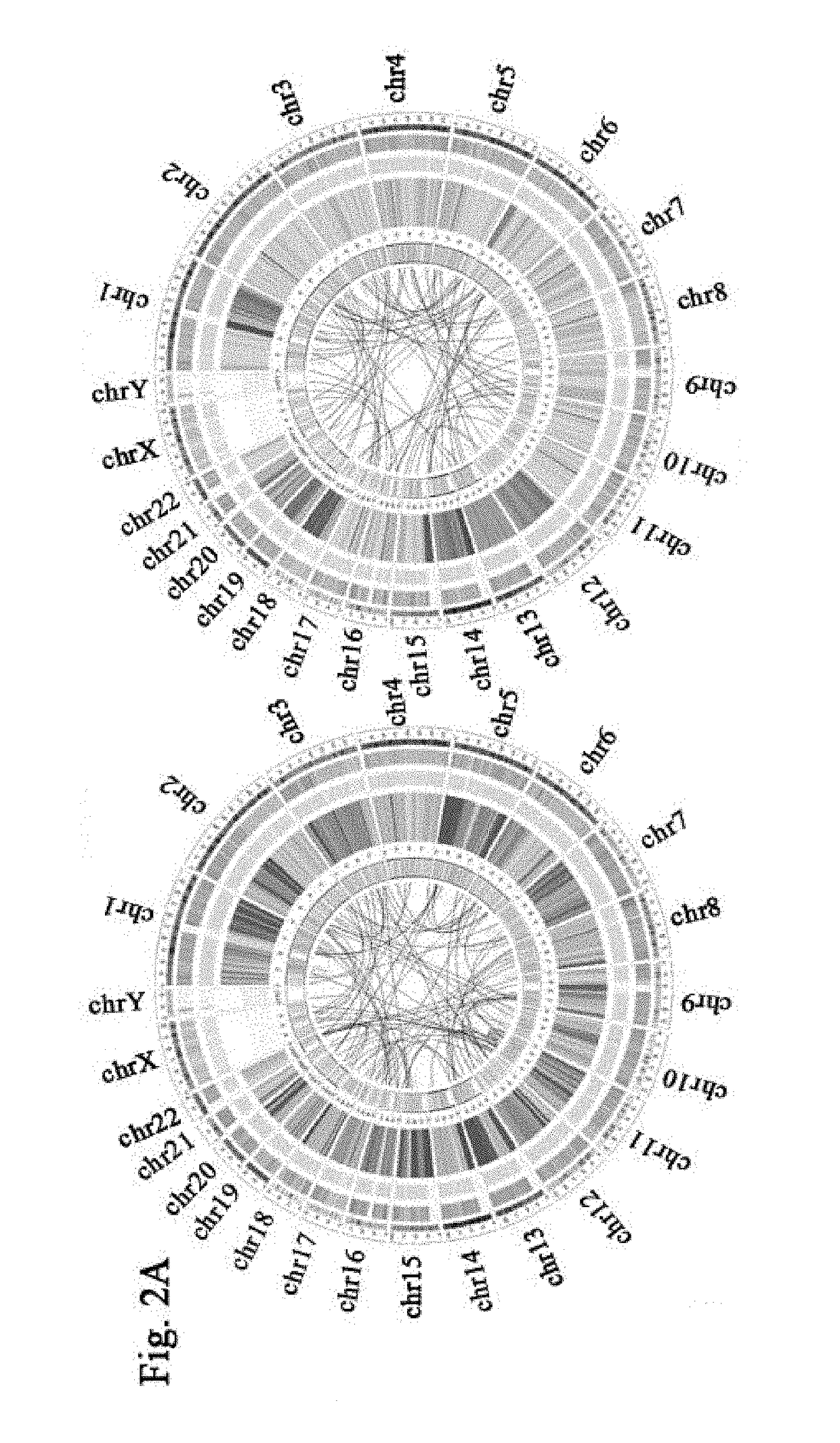 Methods and Compositions for the Diagnosis and Treatment of Cancer