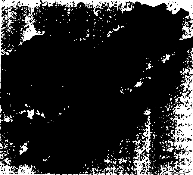 Process for preparing nanometer zinc oxide precursor