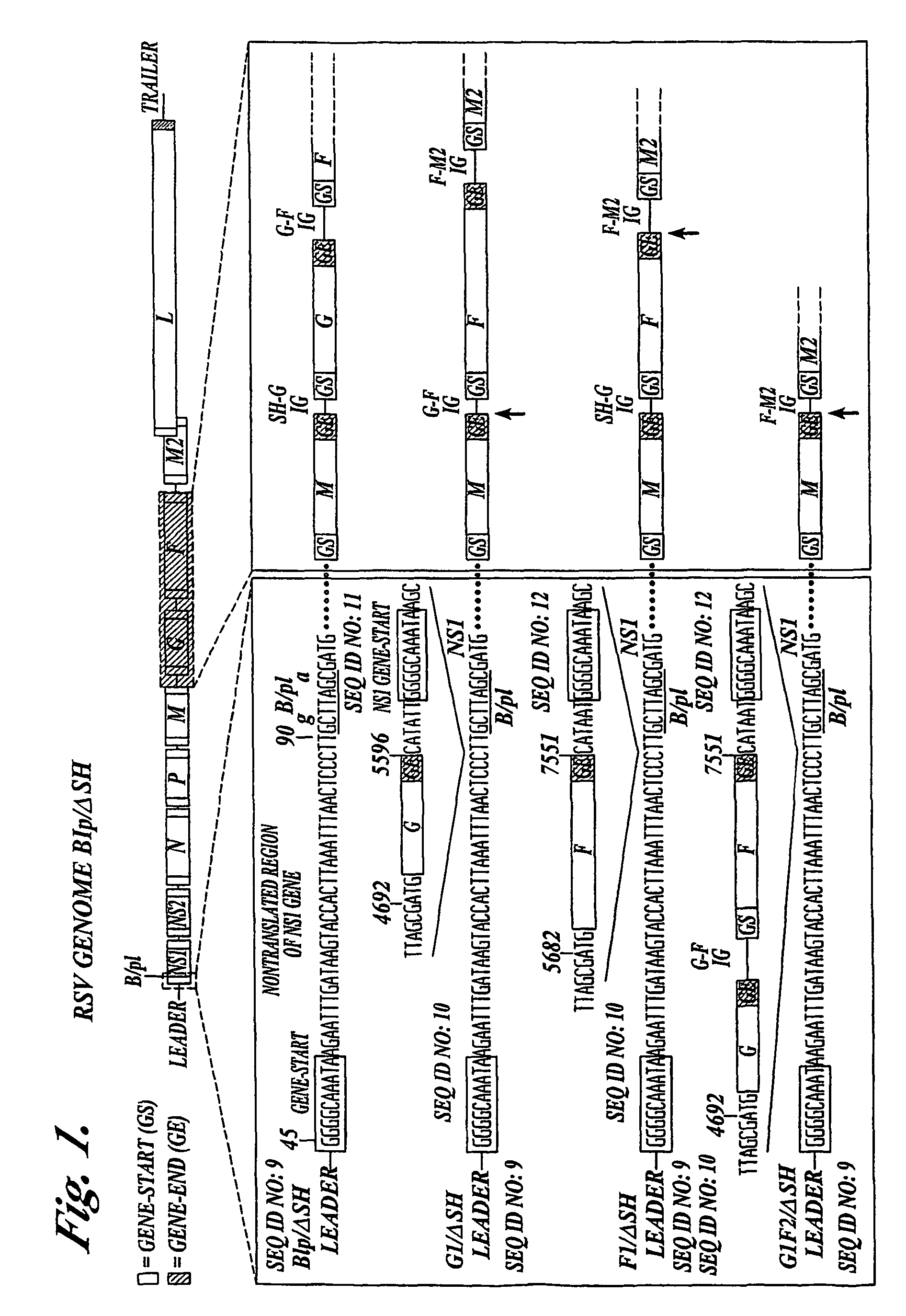 Respiratory syncytial virus vaccines expressing protective antigens from promotor-proximal genes