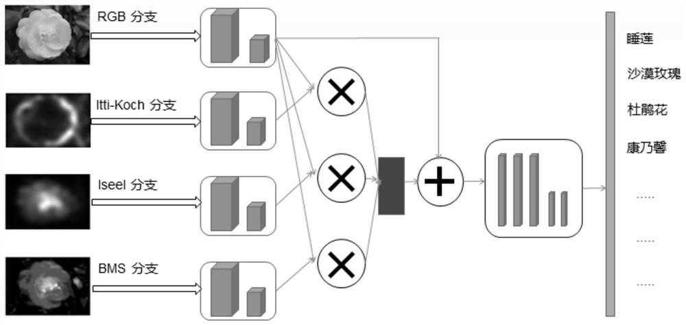 Fine-grained image classification method and system based on saliency branch feature fusion