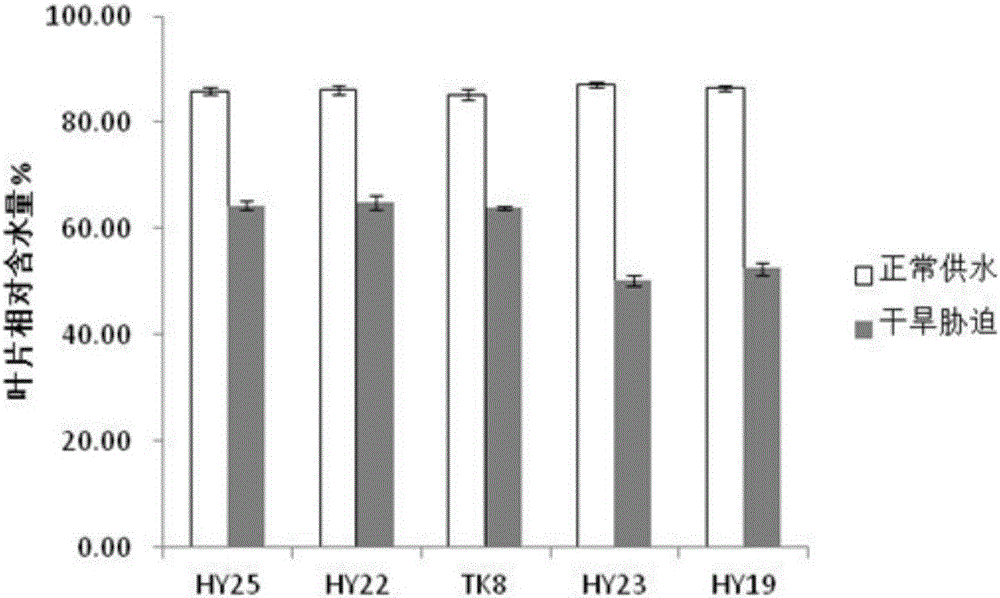 Method for screening drought resistance type peanuts