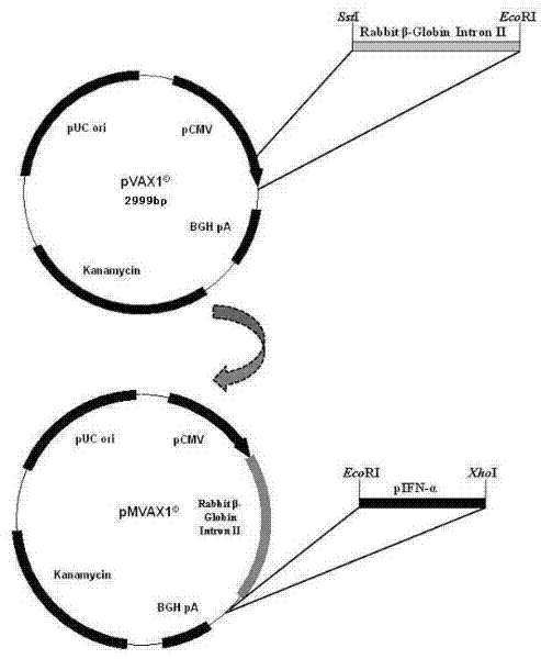 Porcine alpha-interferon gene with efficient expression and high antiviral activity and application of expression protein thereof