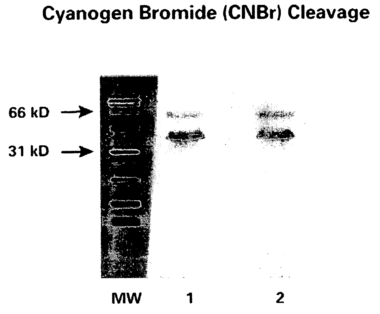 CA125 gene and its use for diagnostic and therapeutic interventions