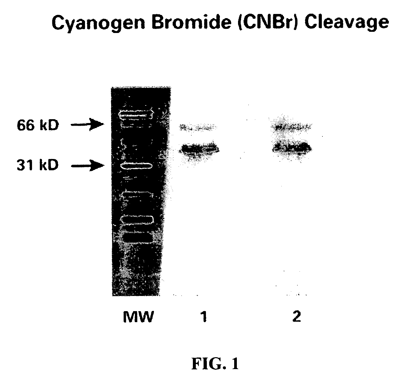 CA125 gene and its use for diagnostic and therapeutic interventions