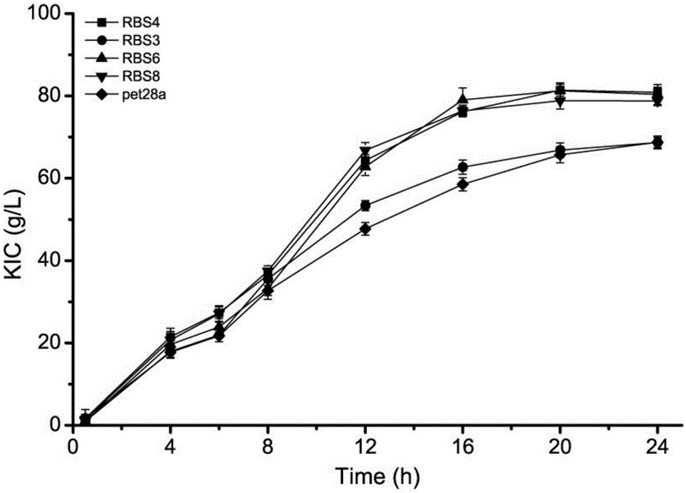 Method for improving alpha-ketoisocaproate yield through RBS optimization