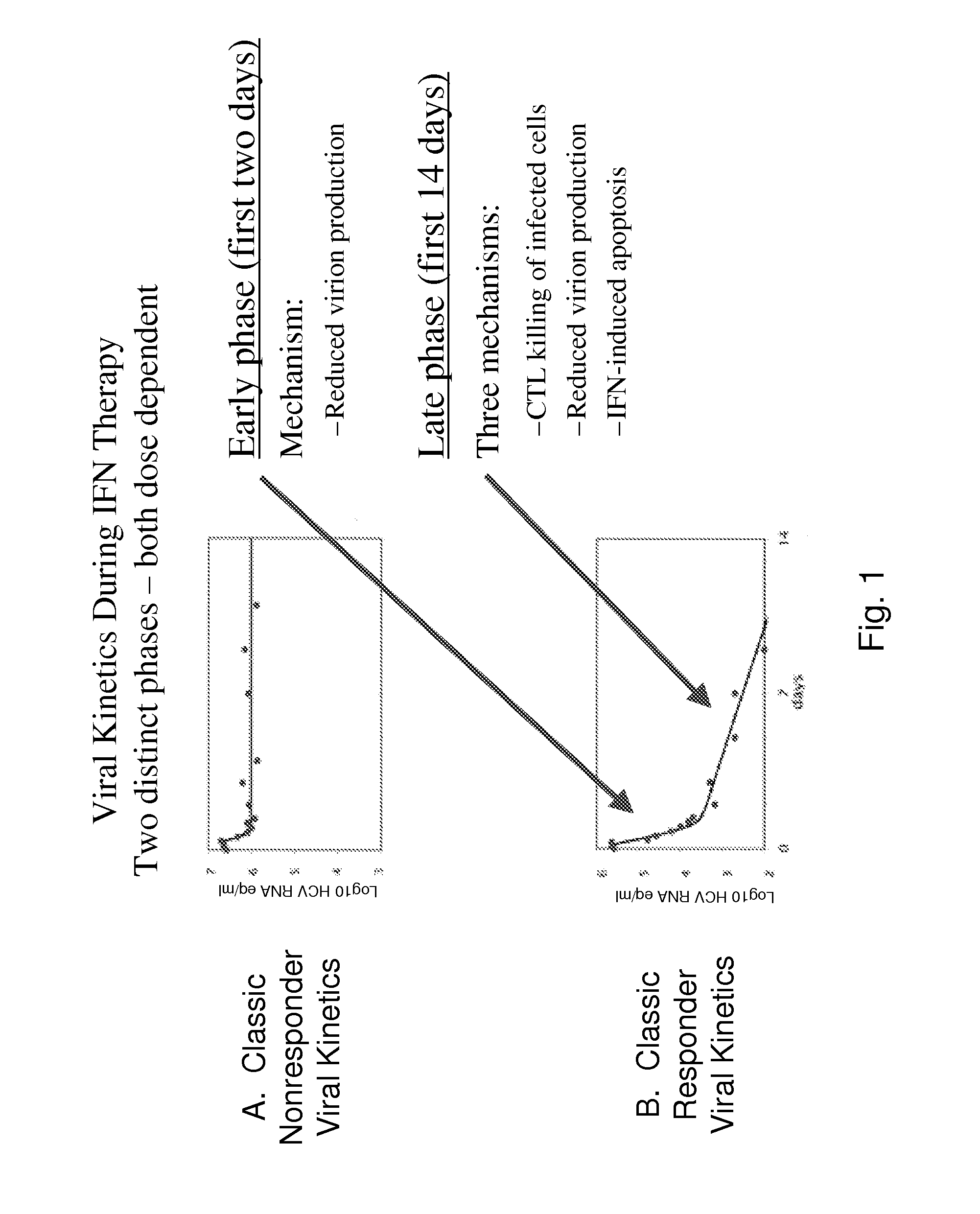 Interferon-alpha polypeptides and conjugates