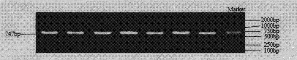 Detection method for single nucleotide polymorphism of STMN1 gene of Beijing duck and molecular markers thereof