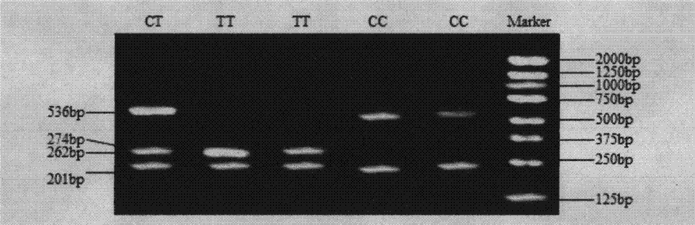 Detection method for single nucleotide polymorphism of STMN1 gene of Beijing duck and molecular markers thereof