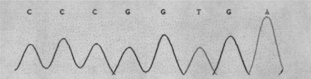 Detection method for single nucleotide polymorphism of STMN1 gene of Beijing duck and molecular markers thereof