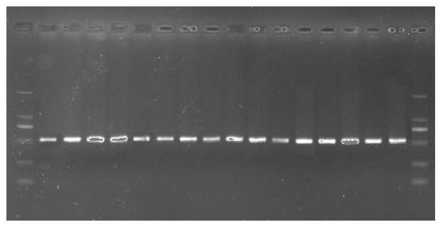 A primer pair for amplifying the barcode of Liriodendron tulipifera and the identification method of Liriodendron tulipifera and its provenance